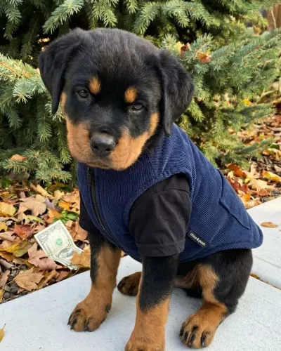 Rottweiler Um presente cheio de amor e personalidade