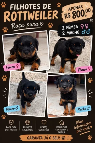 Rottweiler 