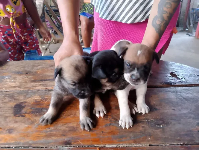 Vendo filhotes de Chow Chow 