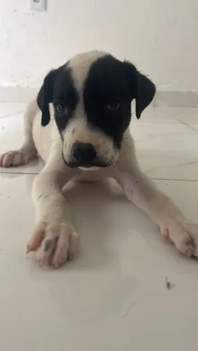 Filhote de dogo argentino com pit Monster