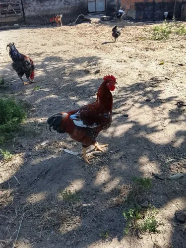 Vendo Frango GSB, Mil flores.