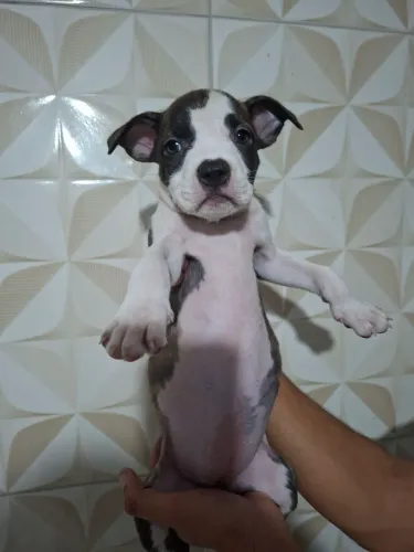 Cachorros Pitbull