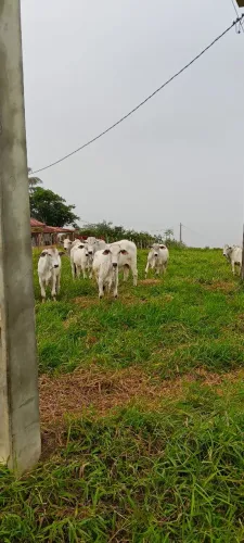 Bezerro