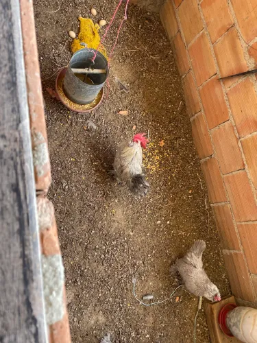 Granize raça beugian cor porcelana