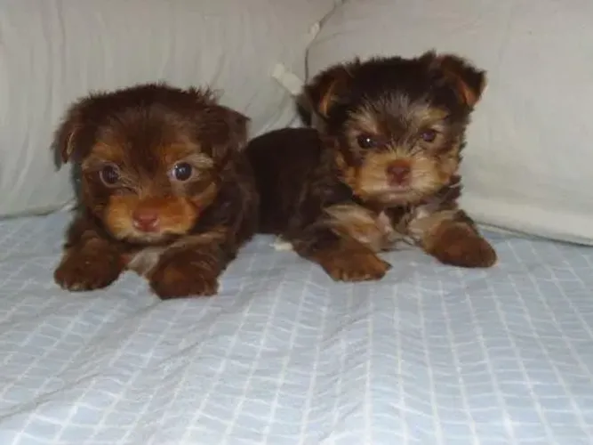 POODLE X MALTES