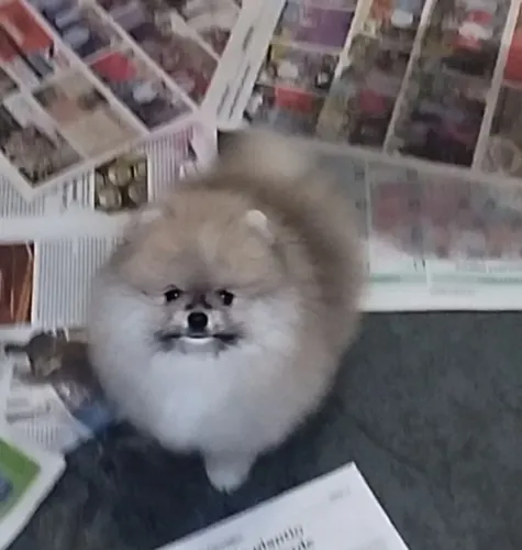 Macho anãozinho de Spitz 