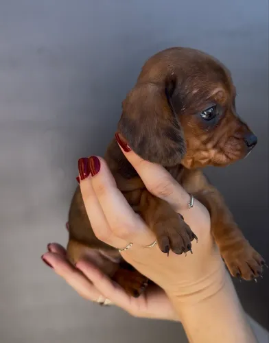 Basset Teckel