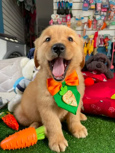 Golden Retriever macho dourado