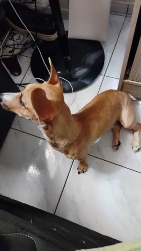 Adoção de pet 10 meses