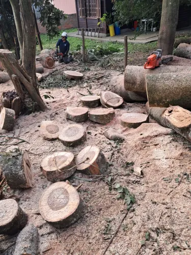 Corte e podas de arvores
