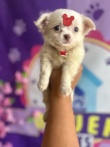 Filhotes Chihuahua disponível