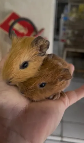 Porquinho filhote Índia 
