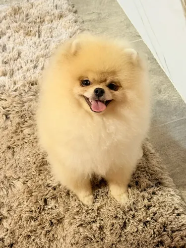 Spitz alemão 