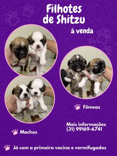 Lindos Filhotes de Shin Tzu