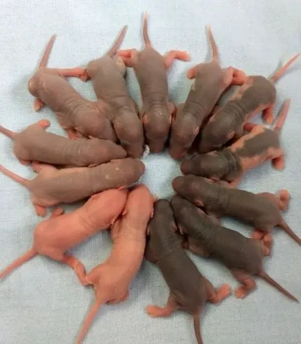 Filhote Twistter Hairless