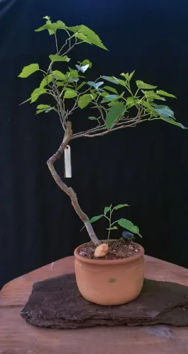 Bonsai de Amora