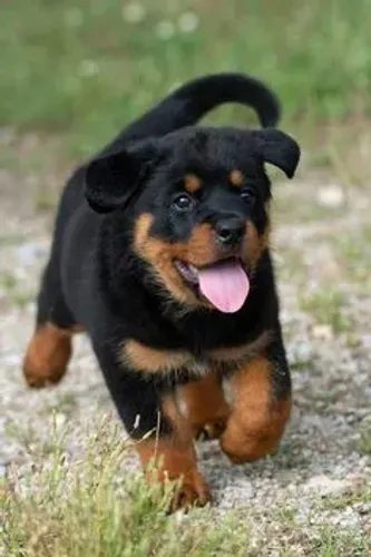 Rottweiler Seu lar pode ficar ainda mais cheio de amor