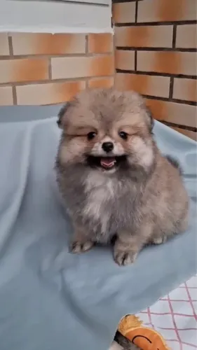 Spitz