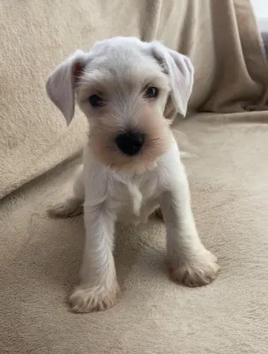 Macho de Schnauzer branco de ótima procedência