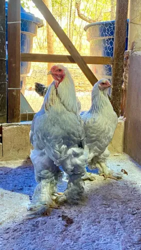 Casal de galo e galinha Brahma excelente genética.