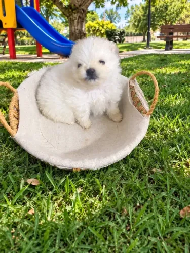 Fêmea de Spitz branca padrão anã não perca