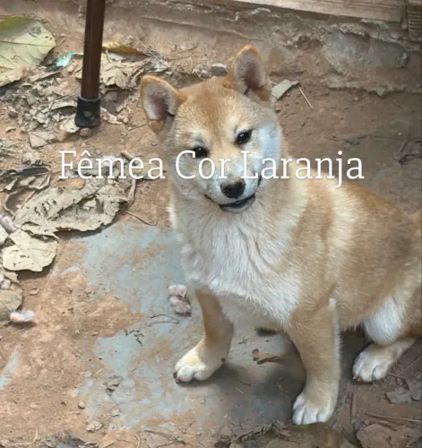 Shiba Inu Filhotões -Excelente Linhagem