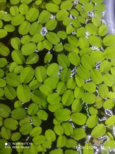Salvinia - Planta Flutuante para Aquário e Lagos (Excelente Filtro Natural)