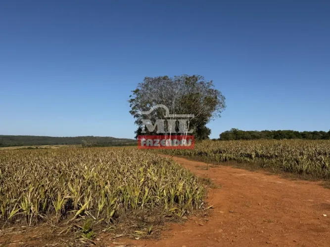 Fazenda 56 Alqueires (271 Hectares) Beira Rio em Santa Cruz de Goiás