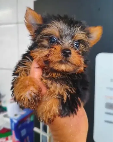 Yorkshire Mini macho