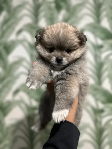 SPITZ ALEMÃO/ LULU DAPOMERANEA ANÃO  FILHOTE 