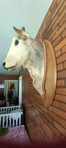 Cabeça de boi nelore original para decoração
