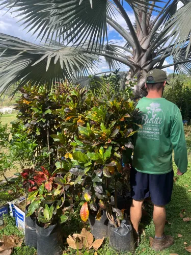 Mudas de croton