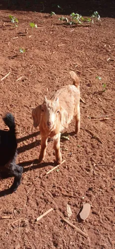 Vendo filhote de cabrito macho