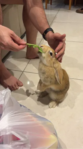 Coelha mini lopi