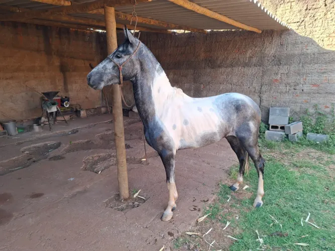 Cavalo a venda 
