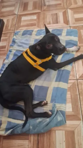 Adoção