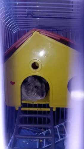 Vende-se Hamster 