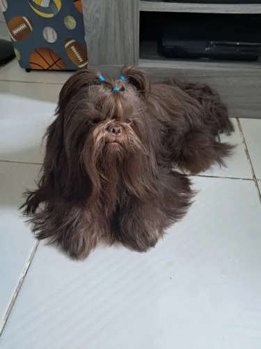 Procuro uma namorada Shitzu 