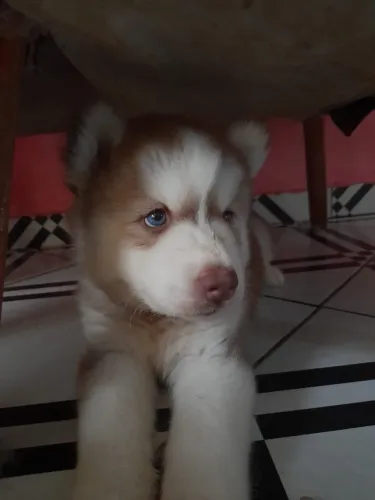 Linda filhote da raça husky siberiano na promoção