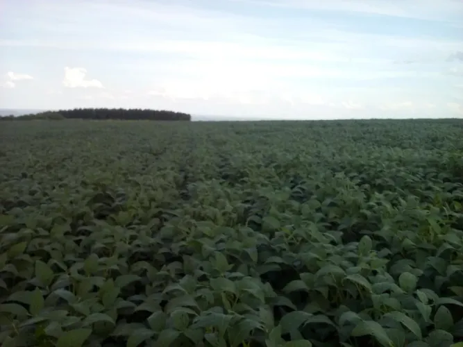 Fazenda 312 Alqueieo com 283 planta