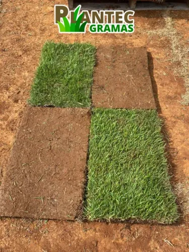 Grama Esmeralda Natural em Placas diretamente para seu jardim, sua obra, sua chacara