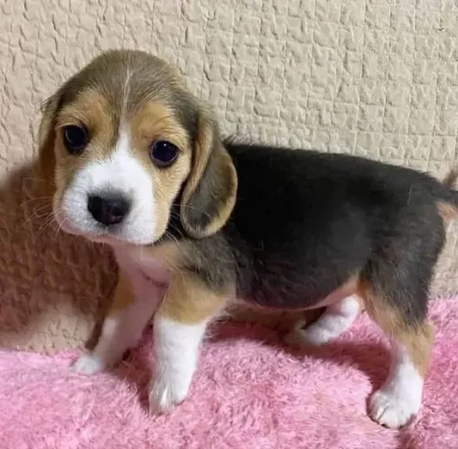 Filhote Beagle, Diga olá para um amor que nunca te abandonará!