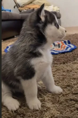 Husky siberiano arteiro