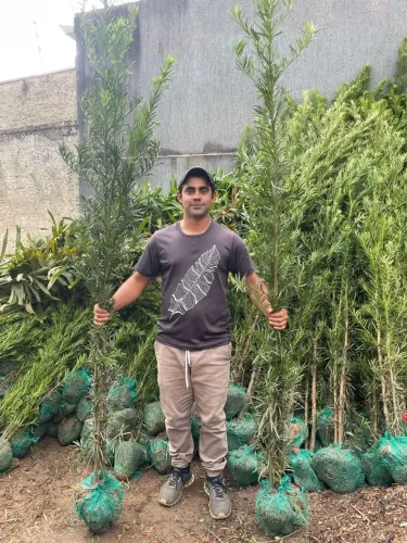 Podocarpus com 2.00 a 2.30 metro 