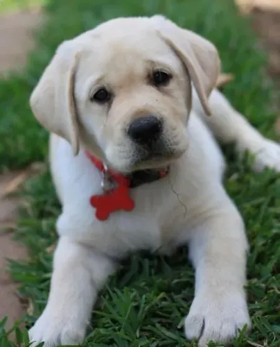 Filhote de Labrador perfeito 