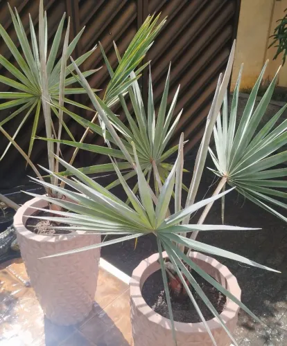 Palmeira Azul Bismarckia Original 