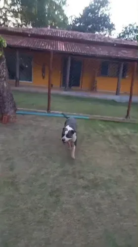 American Staffordshire terrier 