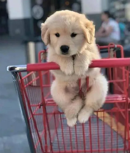 Filhote Golden Retriever, A Lealdade e o Amor Verdadeiro Estão Aqui!