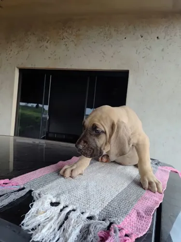 Filhote de fila brasileiro 