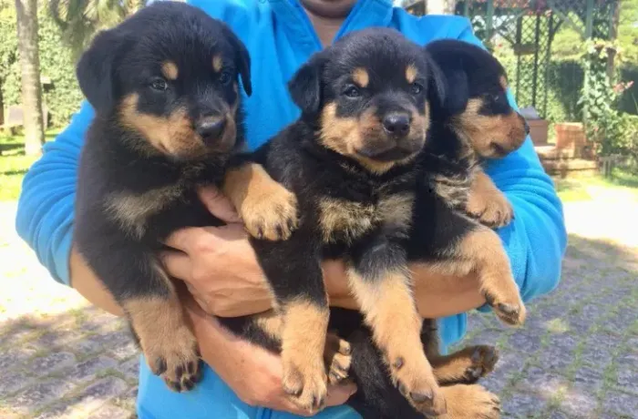 Machihos e fêmeas disponíveis em loja com vacina pedigree - Alberto